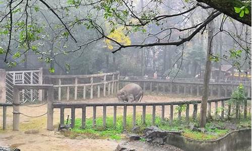 杭州动物园_杭州动物园看熊猫怎么预约